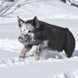 Kako čuvati svinje zimi